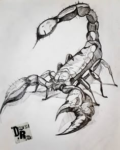 a black and white drawing of a scorpion