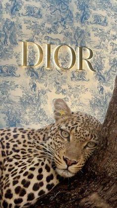 a leopard laying on top of a tree in front of a blue and white wall