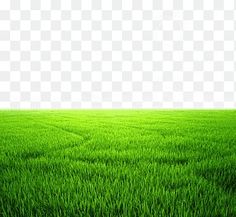 green grass field with white background, hd png and psd files for free