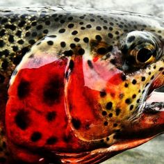 a brown and orange fish with spots on it's body