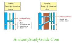 Venous And Lymphatic Drainage And Comparison Of Lower And Upper Limbs - Anatomy Study Guide The Deep, Study Guide