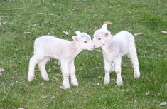 two baby lambs standing next to each other on a lush green grass covered field