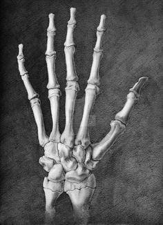 a drawing of a skeleton's hand with the bones exposed