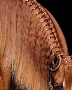 a brown horse with braids on it's back