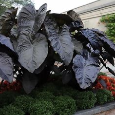 a large metal plant with many leaves on it's head in front of a building