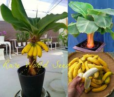 there is a plant with bananas in the pot and another photo has banana's on it