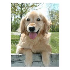 a golden retriever dog laying down on a wooden fence greeting card for someone's special day