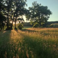 the sun shines through the trees and grass in an open field with tall grasses