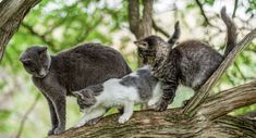 three cats are standing on top of a tree branch