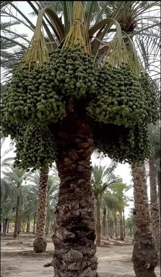 a large bunch of green bananas hanging from a palm tree in the middle of a desert