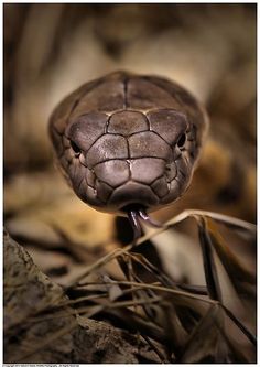 a close up of a snake's head on the ground