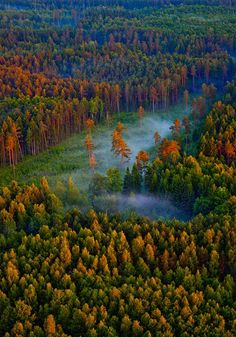 an aerial view of a forest with fog in the air