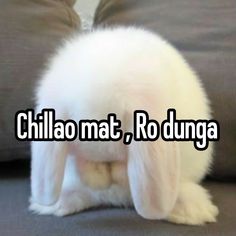 a small white rabbit sitting on top of a couch next to pillows and the words chilla mat, rodanga