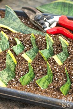 scissors and cut up plants in a tray with dirt on the ground next to them