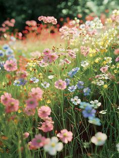 many different colored flowers growing in the grass