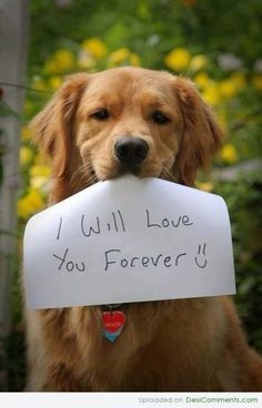 a brown dog holding a sign that says i will love you forever u feliz pia international da mother