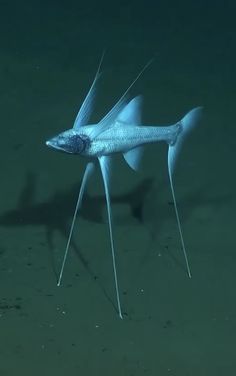 a fish with long legs standing in the water