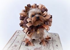 a small dog is dressed up like a lion mane and sitting on a wooden surface