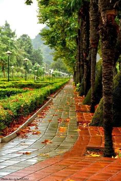 the walkway is lined with trees and flowers