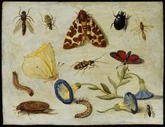 an image of bugs and other insects