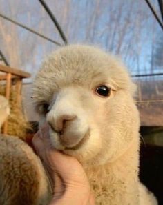 a close up of a person petting a llama's face and nose