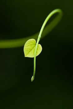 Images For Dp, Flowers Dp, Birds Photography Nature, Lotus Flower Pictures, Iphone Wallpaper Landscape, Leaf Images, Black Background Wallpaper, Amazing Nature Photography, Landscape Photography Nature