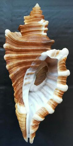 an image of a sea shell that is floating in the water