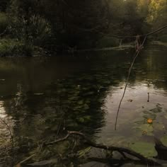 a body of water surrounded by trees in the background and leaves floating on the surface