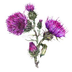 a drawing of thistle flowers on a white background