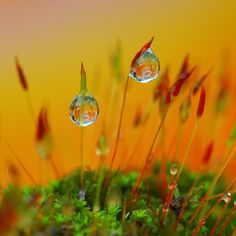 two drops of water sitting on top of a mossy plant with red flowers in the background