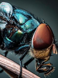 a blue fly sitting on top of a wooden stick