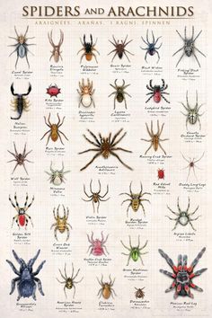 the spider and arachnids poster is shown in various colors, sizes and shapes