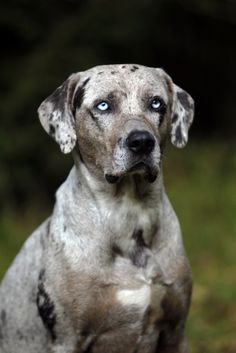 a gray dog with black spots on it's face sitting in front of some grass