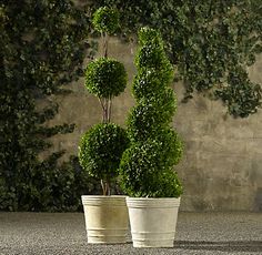 two potted plants sitting next to each other