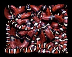 a group of red and black snakes laying on top of each other's sides