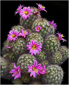 purple flowers are growing on the top of a cactus plant in front of a black background