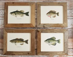 three framed pictures of fish are hanging on a wooden paneled wall, one is brown and the other is green