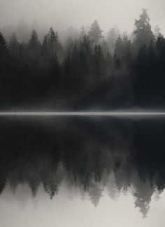 trees are reflected in the still water on a foggy day