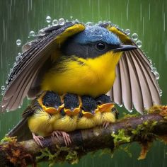 a bird with its wings open sitting on a branch in the rain while three baby birds are huddled together