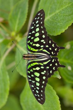 a black and green butterfly with white spots on its wings sitting on top of a leaf