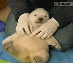 a person in white gloves holding a puppy