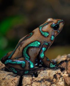 a green and black frog sitting on top of a rock