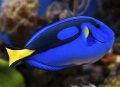 a blue and yellow fish swimming in an aquarium