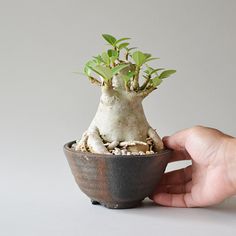 a small potted plant sitting on top of a table