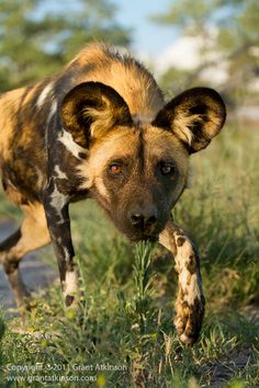 a brown and black dog walking across a grass covered field