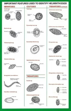 an image of different types of nematic eggs on a green background, with the words important features used to identify them