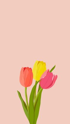 three colorful tulips are in a vase on a pink background with green stems