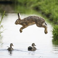 a rabbit jumping into the water with ducks