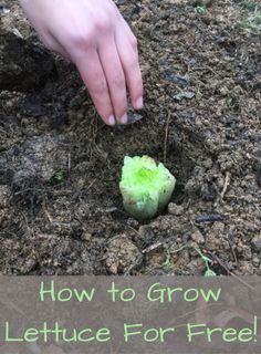 someone is planting lettuce in the ground with text overlay that reads how to grow lettuce for free