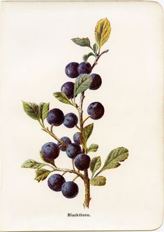 an illustration of blueberries on a branch with green leaves and brown stems, from the natural history of the united states